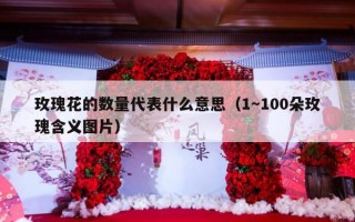 玫瑰花的数量代表什么意思（1～100朵玫瑰含义图片）