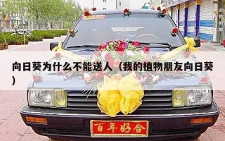 向日葵为什么不能送人（我的植物朋友向日葵）
