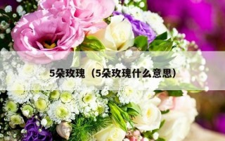 5朵玫瑰（5朵玫瑰什么意思）