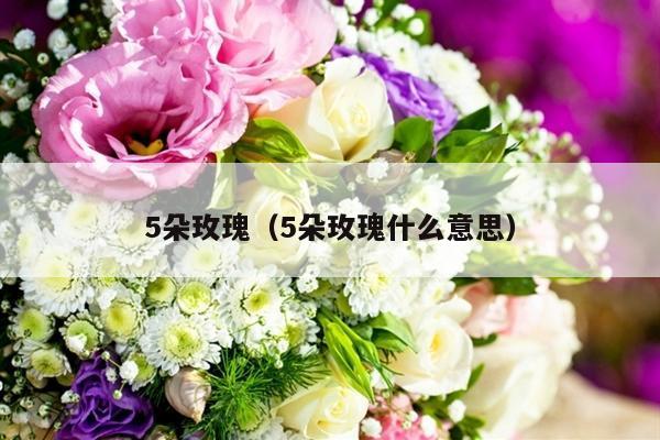 5朵玫瑰（5朵玫瑰什么意思）-第1张图片