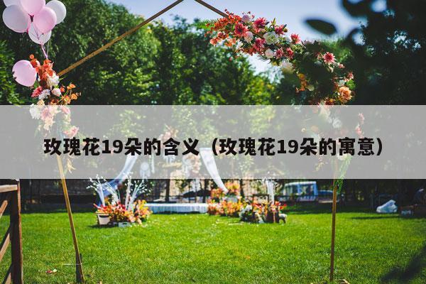 玫瑰花19朵的含义（玫瑰花19朵的寓意）-第1张图片