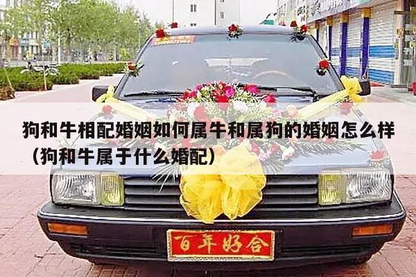 狗和牛相配婚姻如何属牛和属狗的婚姻怎么样（狗和牛属于什么婚配）-第1张图片